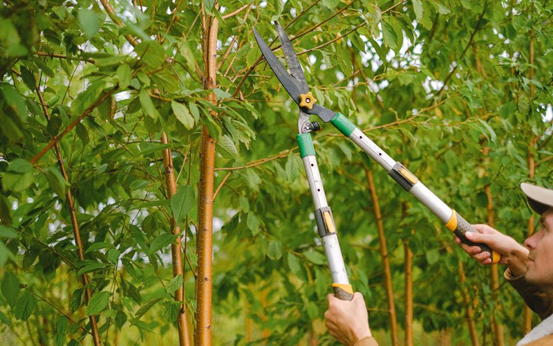 Tree trimming in Raymore, MO